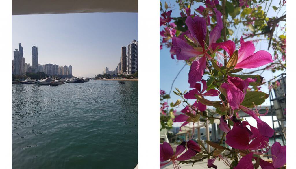a collage of two photos:
one is a picture of the Hong Kong National flower
The other has buildings and Aberdeen Harbour as seen from the Aberdeen Pier 