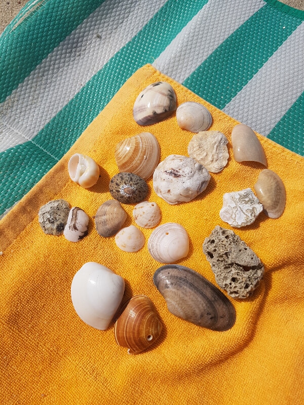 a collection of shells and other beach finds on an orange beach towel 