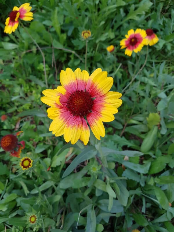 pretty flower in in Zhengzhou