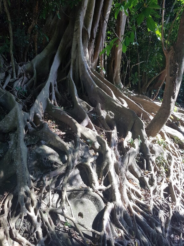 the bottom of the Banyan tree with all it's roots 