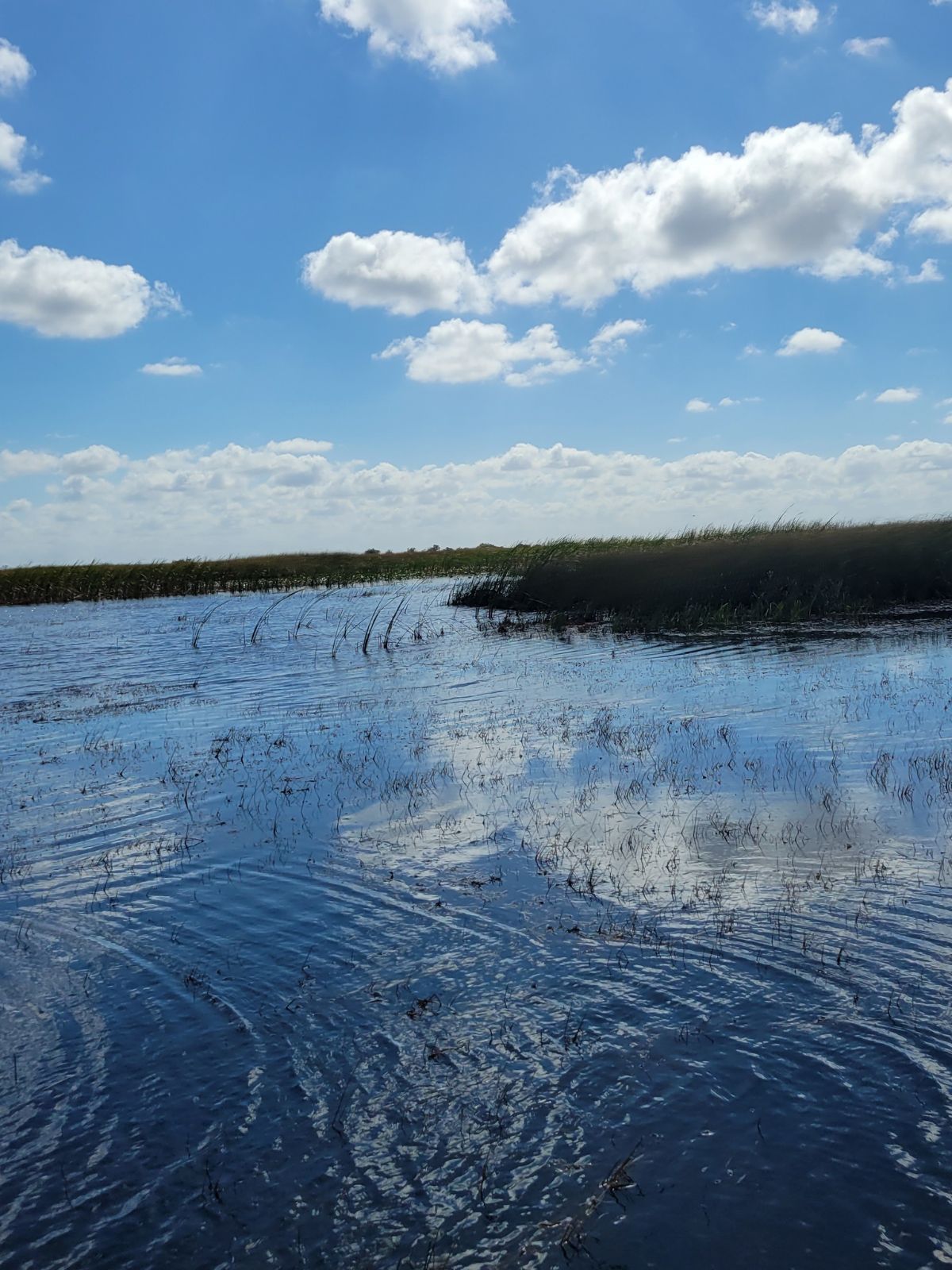 The Everglades with grasses growing in the water.